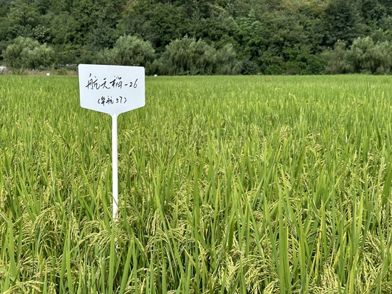 贵州遵义：山海携手 种出“太空蔬菜”_fororder_华航57号水稻