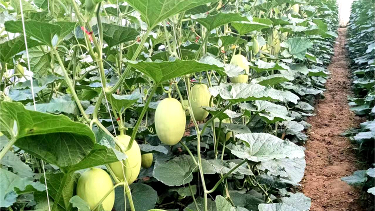 （原创）河北唐县：农业产业化助推乡村振兴_fororder_制种企业培育的甜瓜长势良好