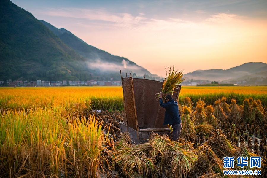 重庆巫山：金秋收稻忙