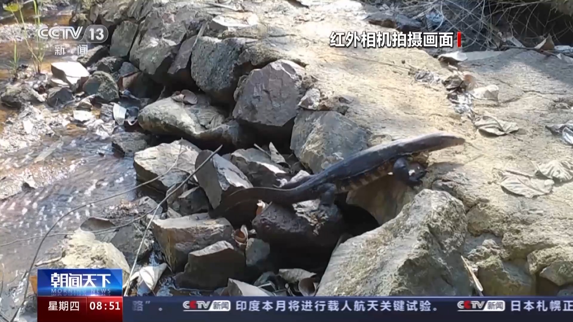 海南熱帶雨林國家公園：長臂猿種群數量穩步增長 中華穿山甲罕見亮相