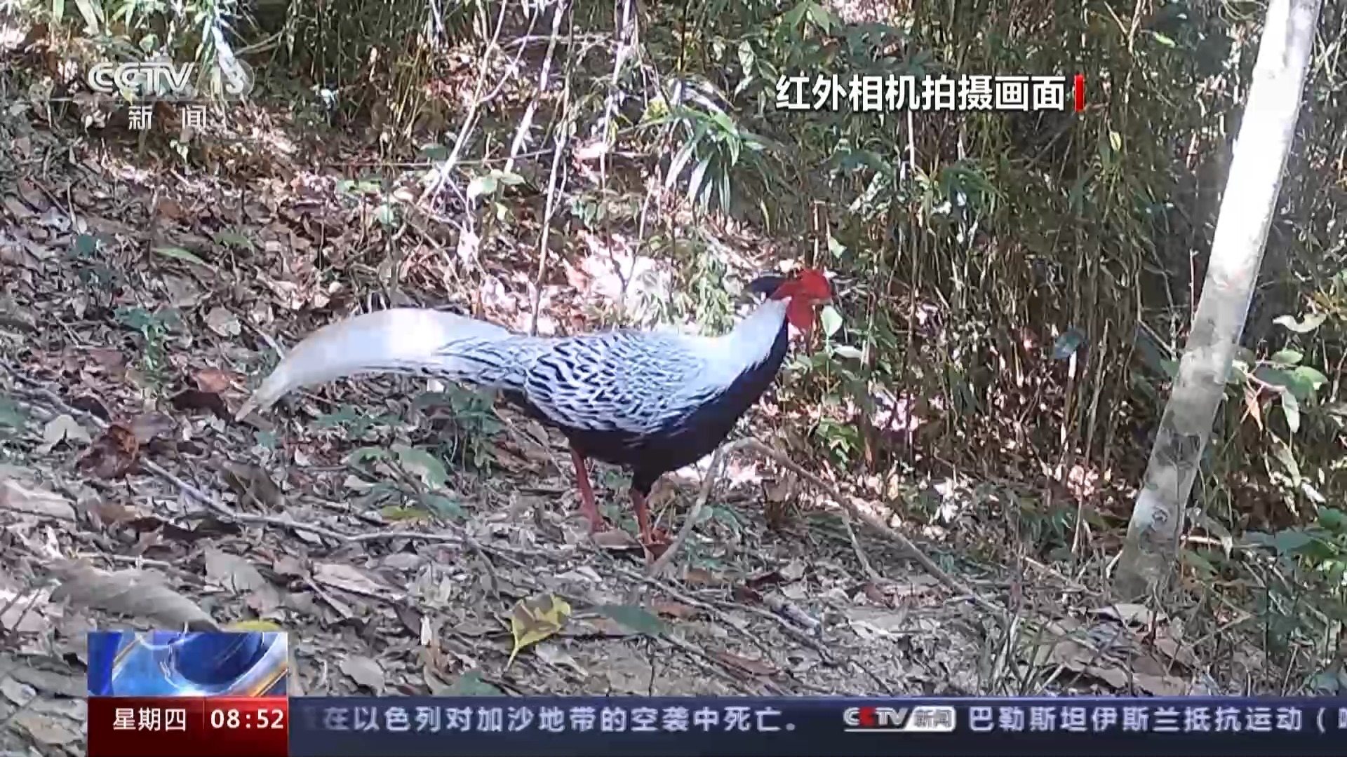 海南熱帶雨林國家公園：長臂猿種群數量穩步增長 中華穿山甲罕見亮相