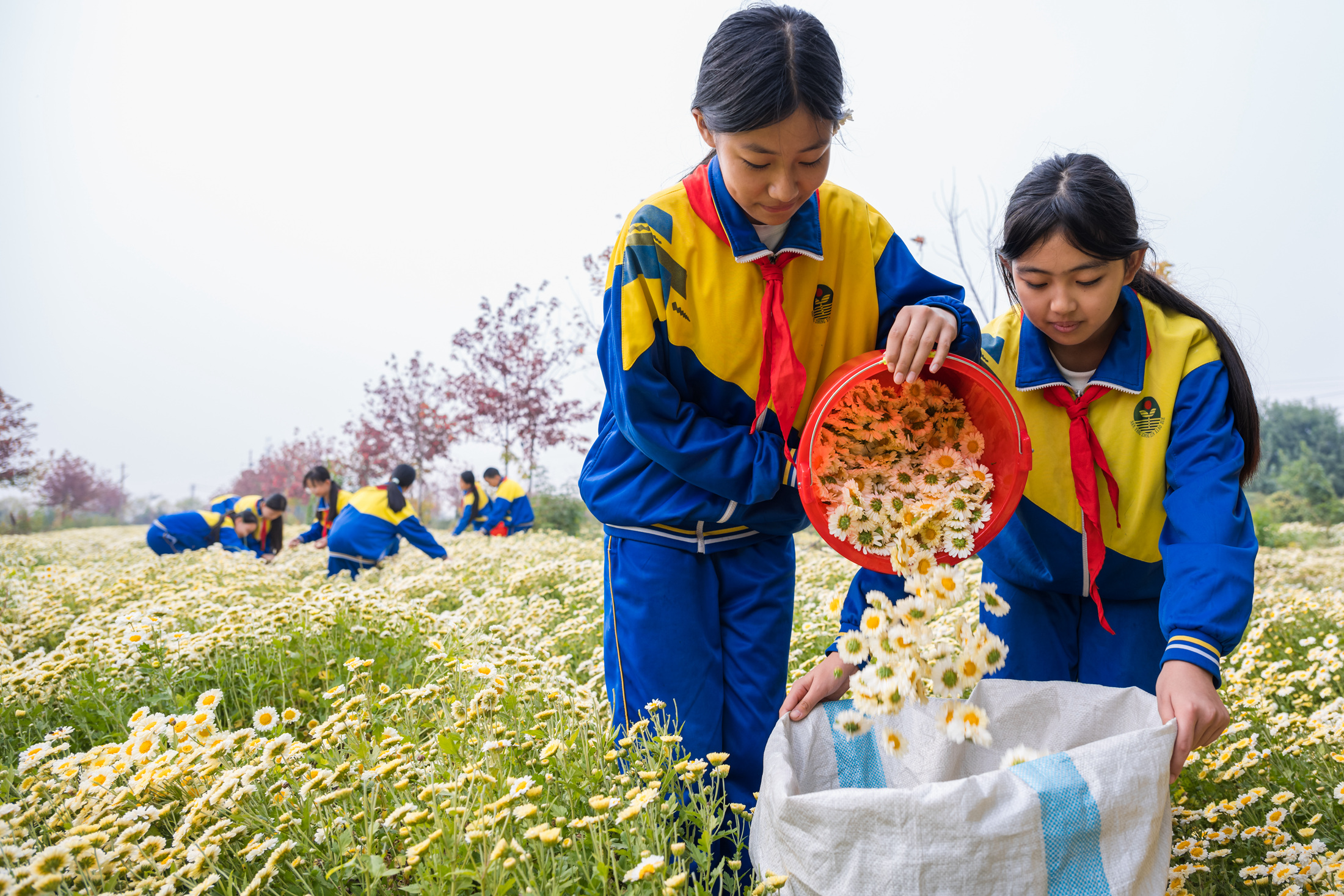 河北柏乡：菊花采摘 劳动实践助成长_fororder_微信图片_20231013092807