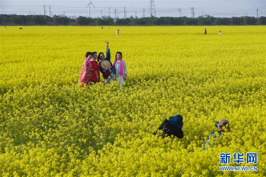 浙江慈溪：灘塗花海引客來