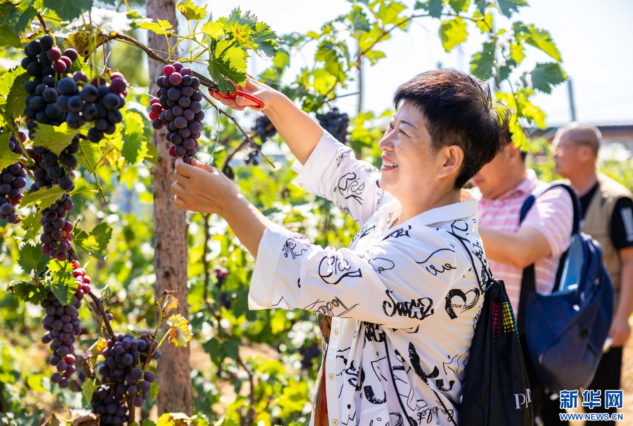 内蒙古呼和浩特：葡萄丰收香满园