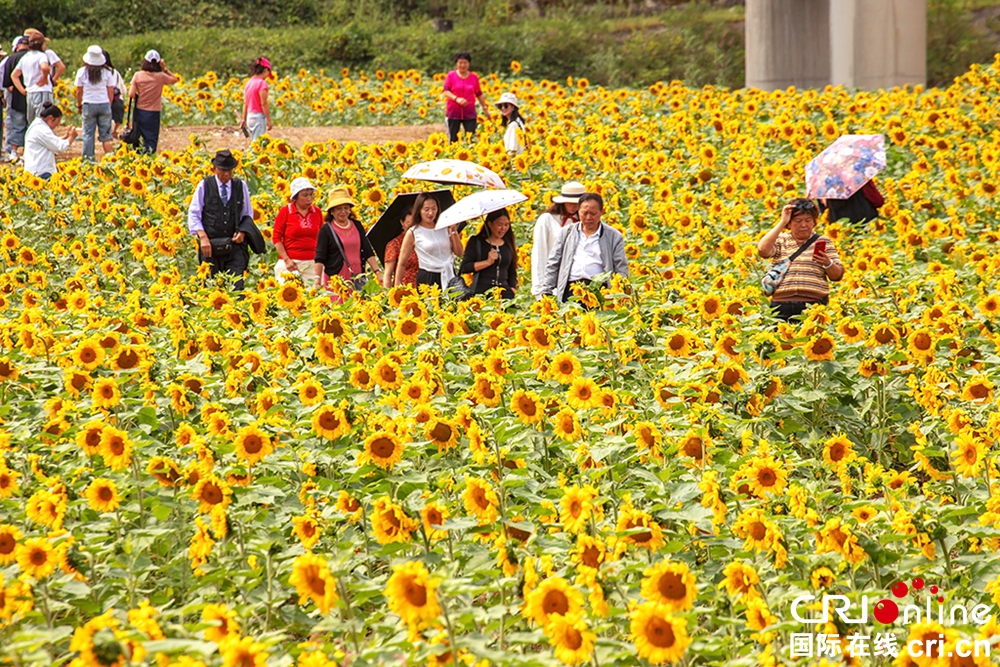 貴州鍾山：60余畝向日葵花海成市民新“打卡地”_fororder_微信圖片_20230914161744