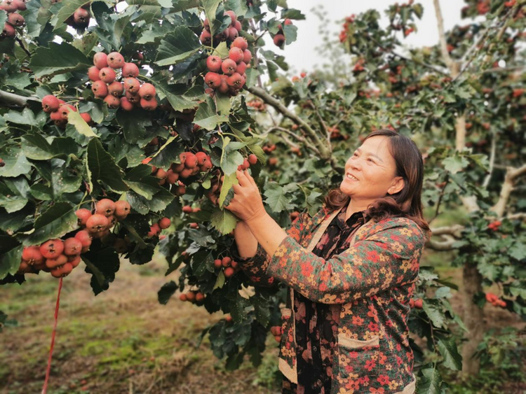 蚌埠市五河县大新镇:"一地多收" 特色产业别样"红"-国际在线