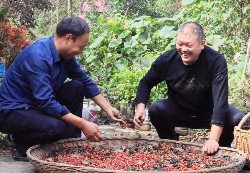 【原創】南陽西峽：小小山茱萸成就富民大産業_fororder_豐收喜悅 攝影 王小軍.JPG