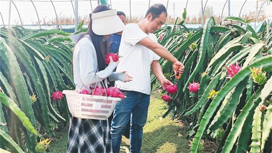 周口沈丘：特色种植地生金_fororder_图片1