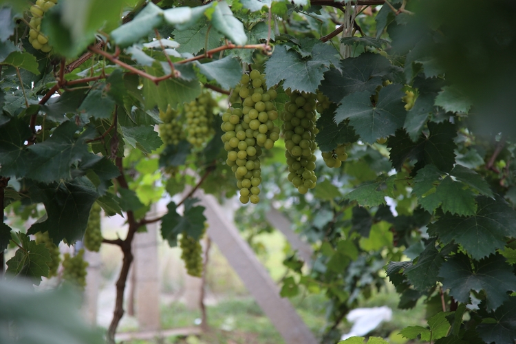 图片默认标题_fororder_满城区于家庄镇郭村葡萄园中的葡萄喜获丰收 摄影 袁野.JPG