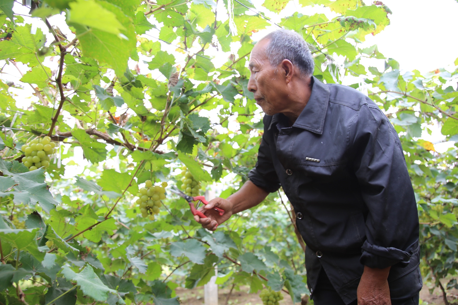 图片默认标题_fororder_满城区于家庄镇郭村葡萄园中种植户修建葡萄枝叶 摄影 袁野.JPG