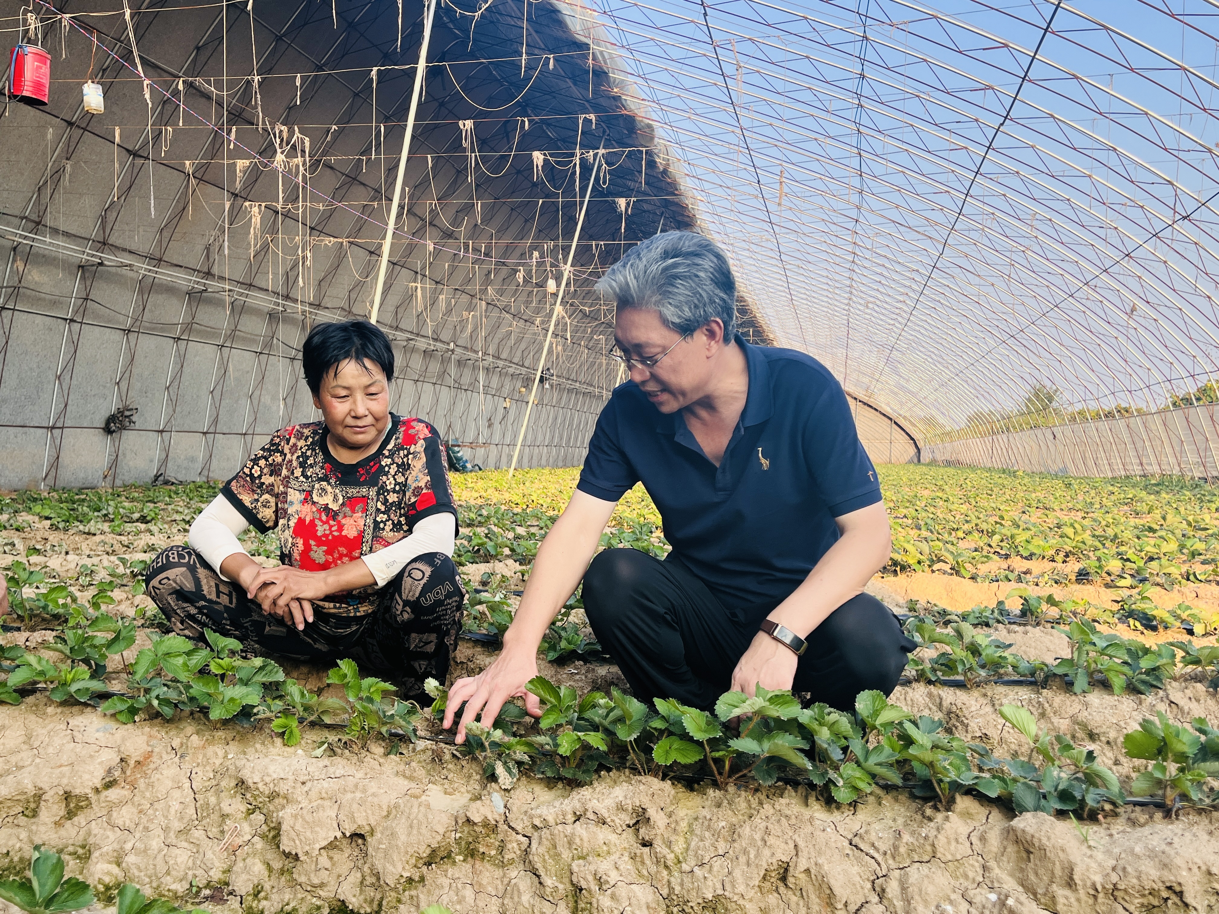 河北涞水：科技特派员为灾后农业生产“把脉开方”_fororder_图为农业科技特派员正在指导种植户草莓管理。（李金璐 摄）.JPG