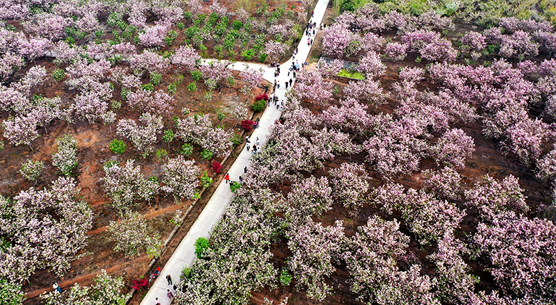 眉山仁寿：农旅融合 绘就乡村振兴“新画卷”_fororder_游客们在仁寿赏花-供图-仁寿县委宣传部