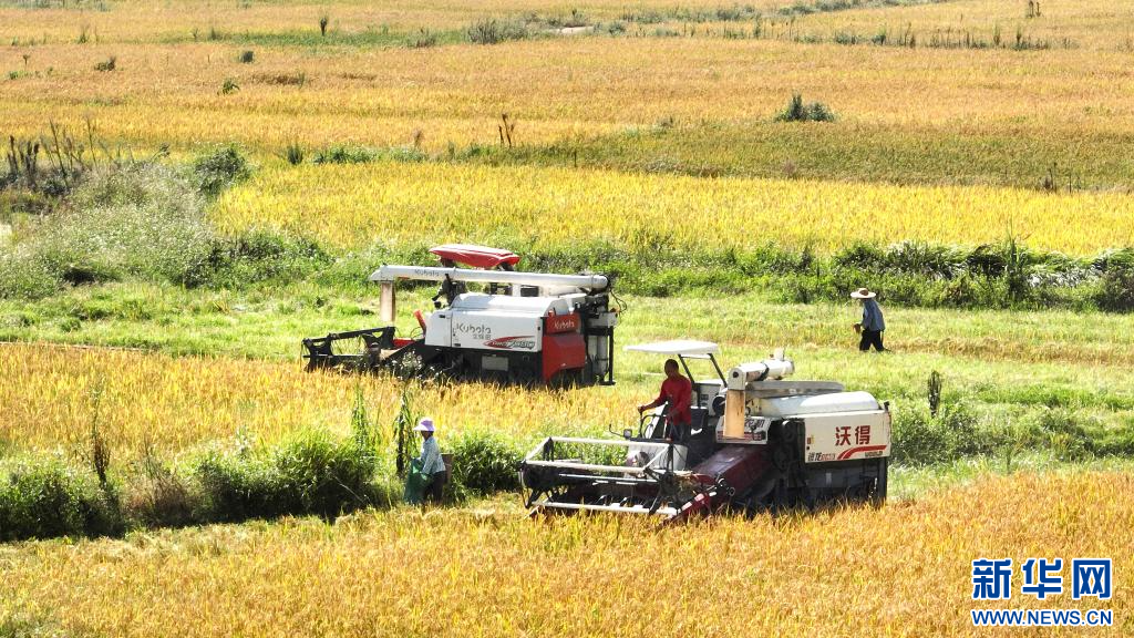 廣西柳城縣:稻香迎豐收