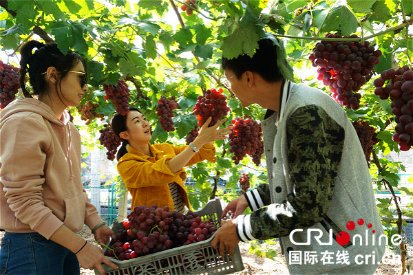 【延慶特色産業】葡萄年會成績斐然 北京延慶大力發展葡萄産業