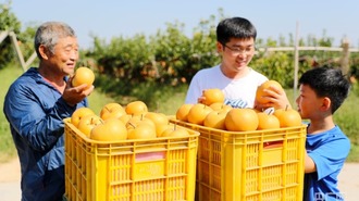 山东莱西：金秋送爽梨满枝 满园飘香果农忙