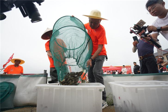 南京市高淳区固城湖螃蟹正式开捕钳出高淳丰收盛宴