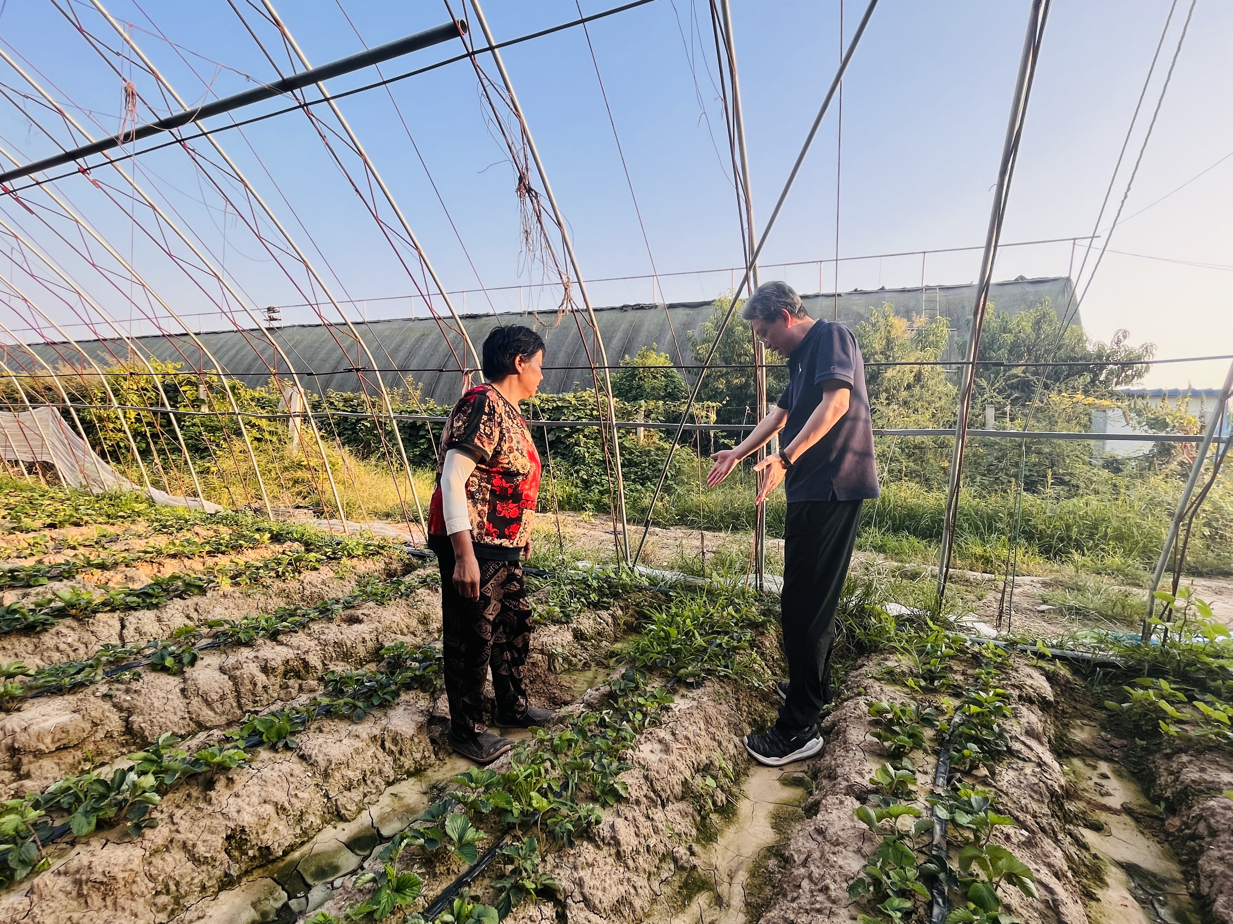 河北涞水：科技特派员为灾后农业生产“把脉开方”_fororder_图为农业科技特派员正在指导种植户做好大棚排水系统。（李金璐 摄）.JPG