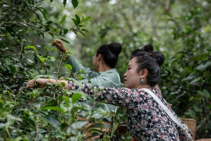 一山一叶铸传奇——探秘全球首个茶主题世界文化遗产