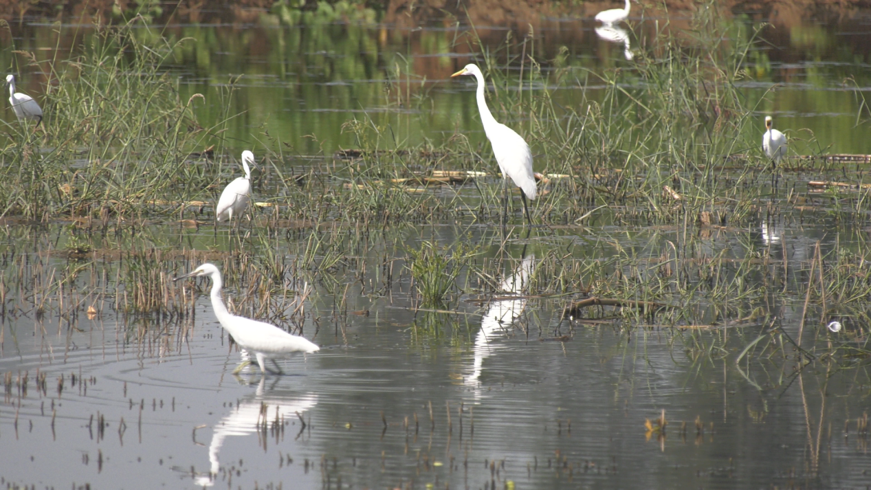 河北曲阳：白鹭翩跹生态美_fororder_图片11