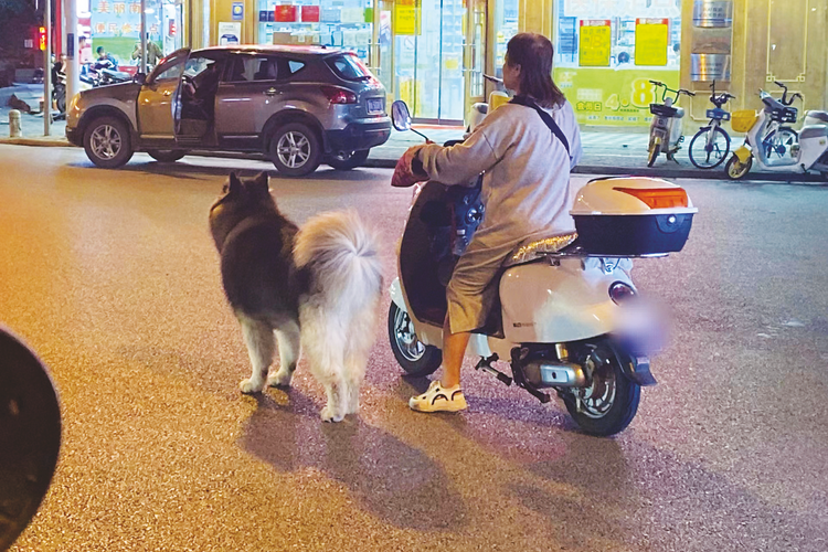 注意！南宁市区禁养罗威纳犬等33种犬部分小区加大管理力度，提醒饲养人文明养犬