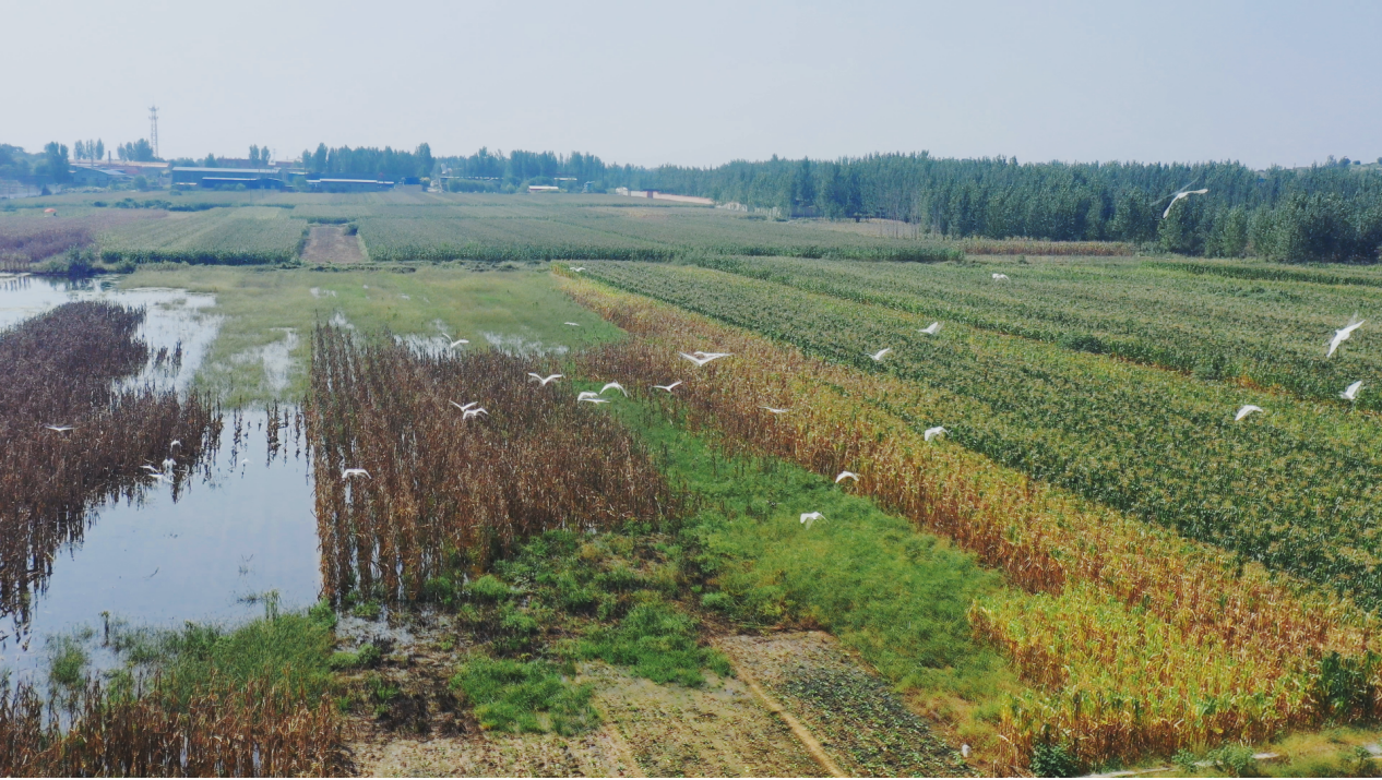 河北曲阳：白鹭翩跹生态美_fororder_图片8