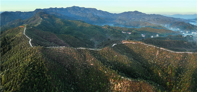 信阳市商城县：金秋至 油茶“香”_fororder_白沙岭油茶园 崔友俊 摄