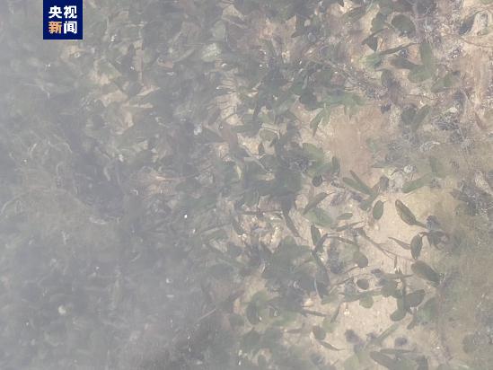 新发现、新记录！海南三亚生物多样性调查家底大揭秘_fororder_20230921006