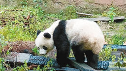 “国宝下山！” 野生大熊猫“做客”周至村民家