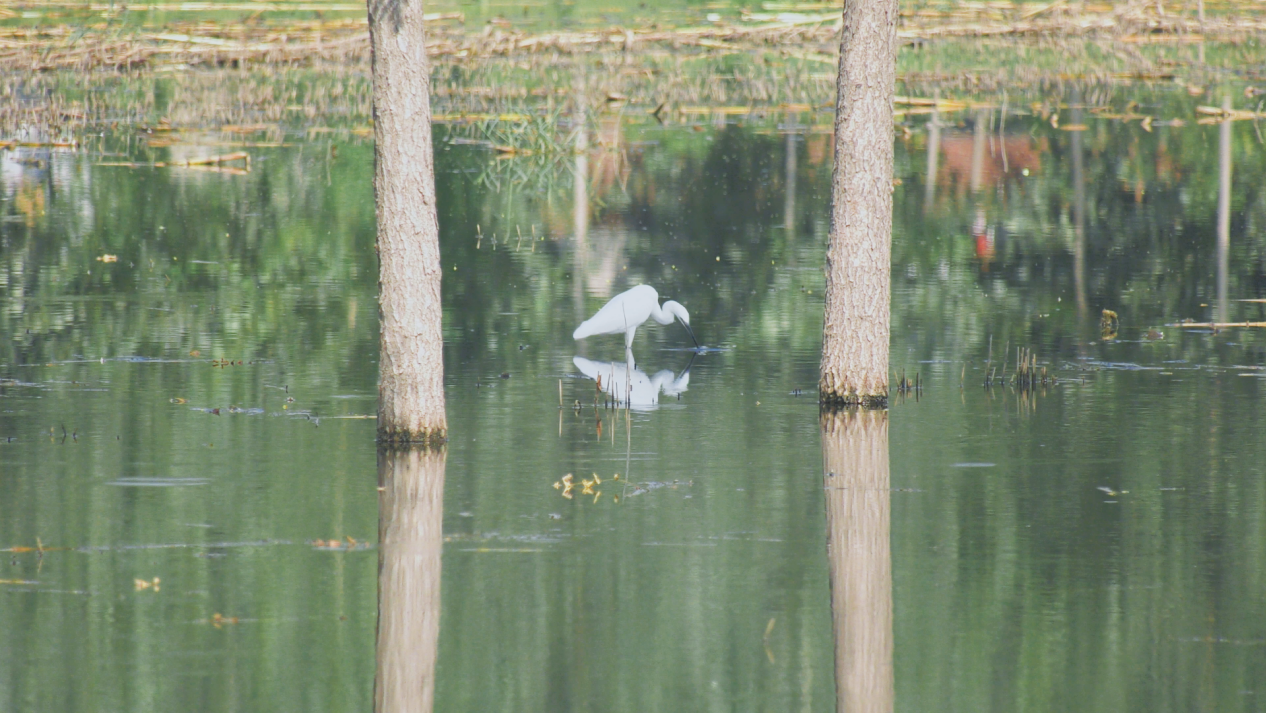 河北曲阳：白鹭翩跹生态美_fororder_图片10