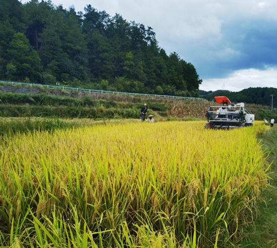 貴州甕安開展2023年優質稻産業發展項目田間測産驗收_fororder_4