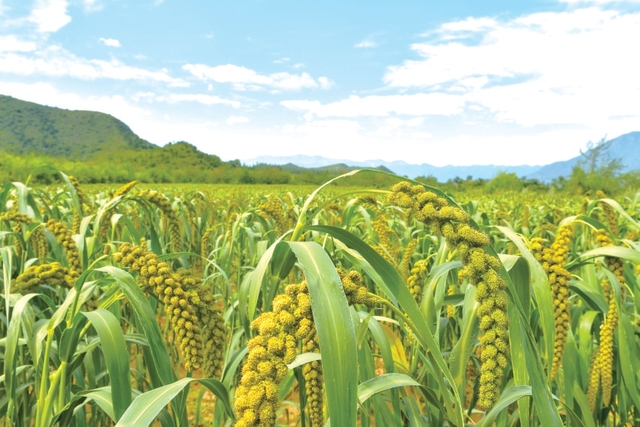 延庆：乡村振兴“园”景广阔