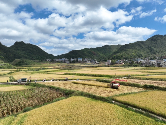 貴州甕安開展2023年優質稻産業發展項目田間測産驗收_fororder_1