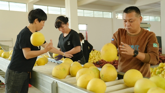 貴州思南：“柚”香滿園 喜迎豐收_fororder_客商（右一）正在和工人們一起把柚子放上傳送帶。（孫磊 攝）.JPG