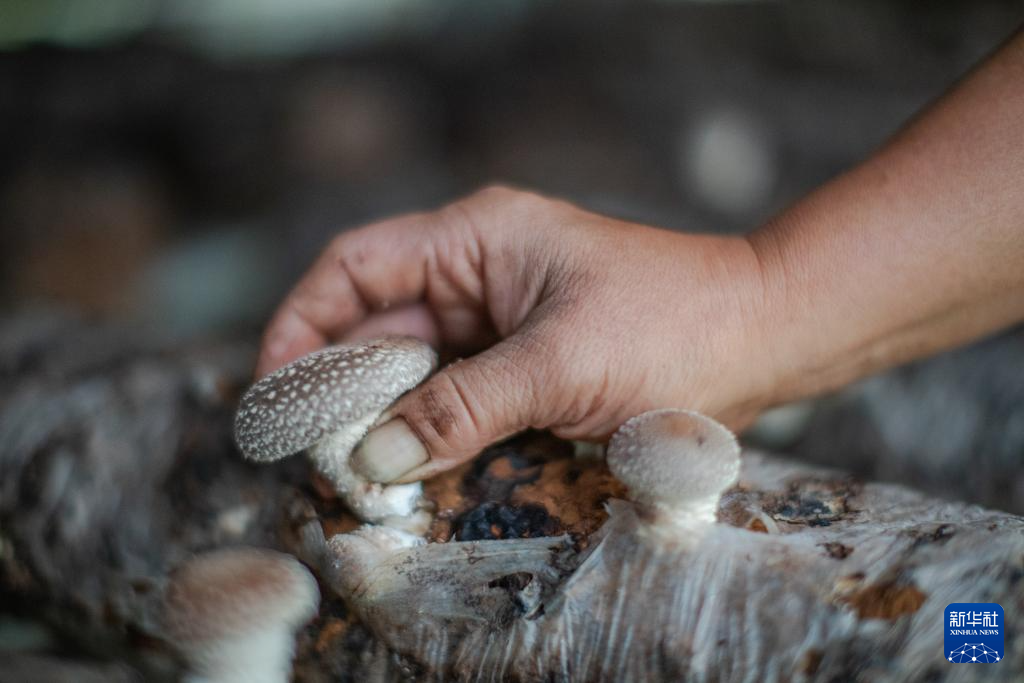 山区小香菇 “长”成出口名产品