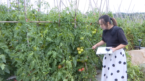 貴州鍾山：探索番茄嫁接技術 助推産業高品質發展_fororder_農技師正在測量番茄直徑 (1)