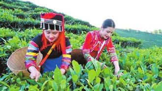 红河绿春玛玉村：以茶助农 以绿促兴