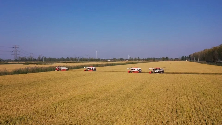 天津宁河：37万亩水稻丰收喜开镰_fororder_1