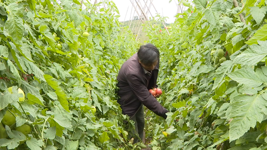 貴州鍾山：探索番茄嫁接技術 助推産業高品質發展_fororder_種植戶正在採摘成熟的番茄