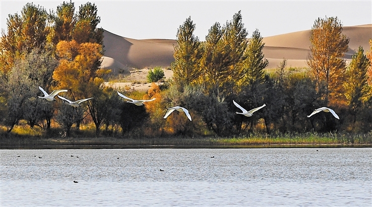 沙漠绿洲 候鸟驿站_fororder_3027061_wt_1697998314307_s