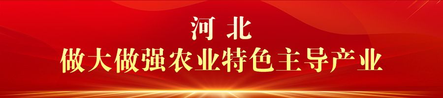 慶豐收 促和美 | 河北：金秋時節好“豐”光 鄉村振興結碩果