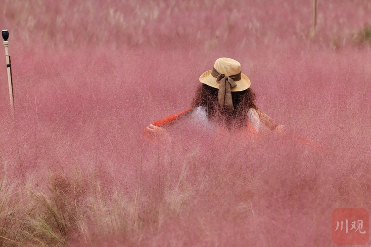 （轉載）成都崇州：嫋嫋秋風起，粉黛令人醉