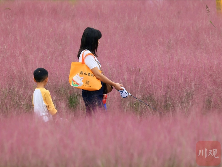 （轉載）成都崇州：嫋嫋秋風起，粉黛令人醉