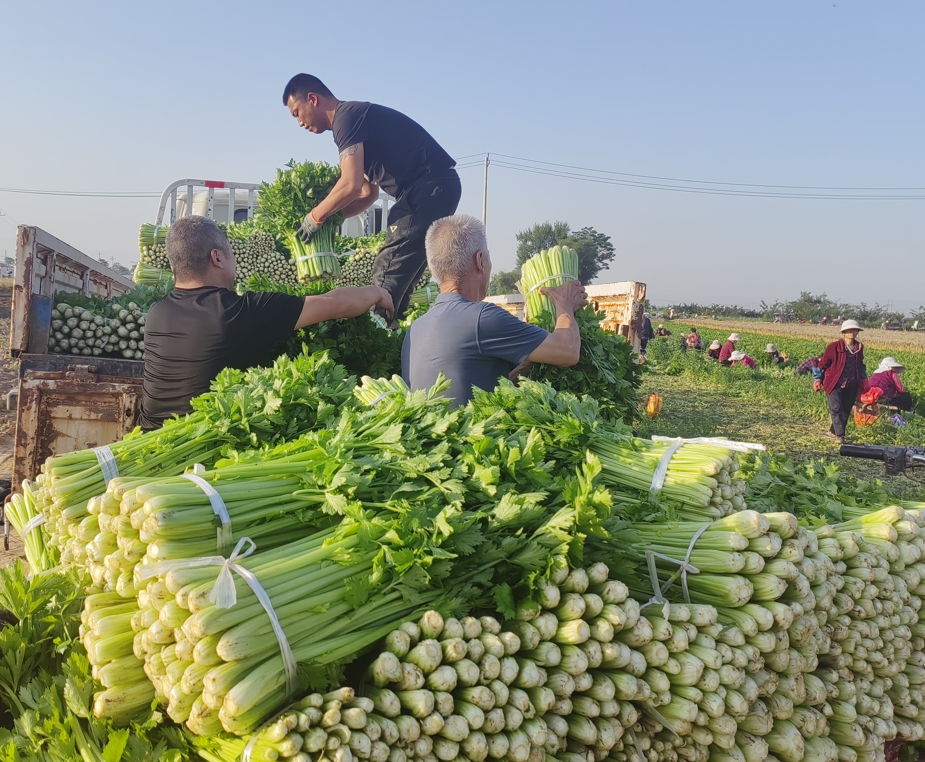 渭南市临渭区庙王村：“农”墨重彩绘就宜居宜业和美乡村新画卷_fororder_图片2