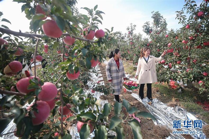 遼寧康平：蘋果豐收採摘忙