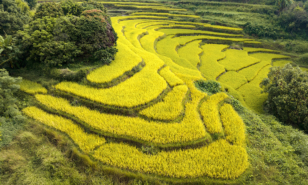 秋染梯田好“丰”景_fororder_20231024950a766847264ab89d3c5c0eb26f783f_20231023461bee129ec546e390f98f1644a2372f