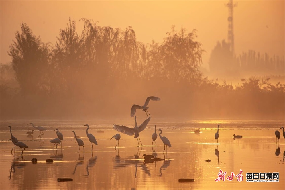 張掖濕地公園：霞光映碧水 晨霧飛白鷺_fororder_33