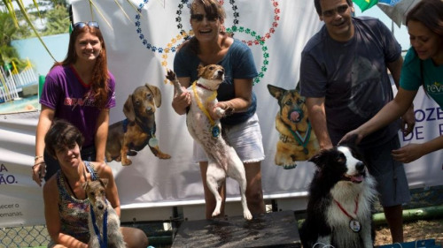 体育热情未退散：巴西里约首次举行狗狗奥运会(图)