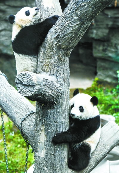 北京動物園大熊貓館迎來雙胞胎“姐妹花”