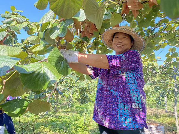 简阳：“红橙黄绿”共绘丰收场景的美好画卷_fororder_简阳三合镇利木村猕猴桃“丰景--”--供图-简阳市融媒体中心