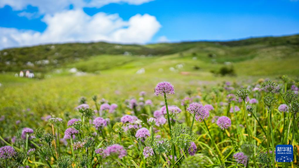 貴州鍾山：韭菜花開迎客來